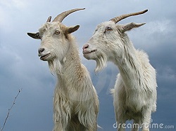 two-goats